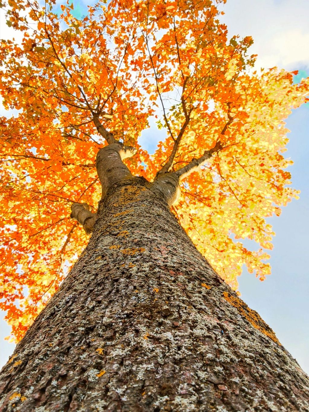 Amateurnaturfotografie in der dunklen Jahreszeit — Ein lockerer Guide für Einsteiger (auch fürs Handy)