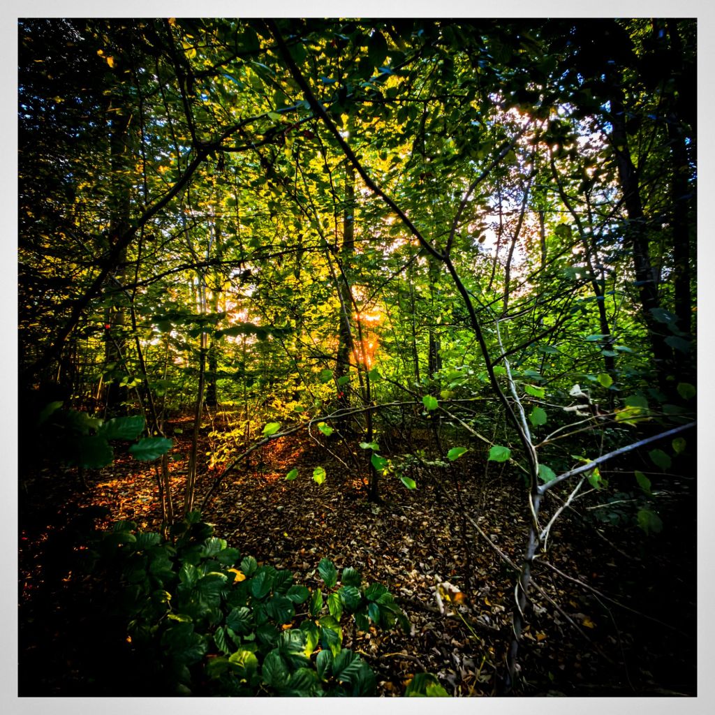 RAW oder JPEG? Welche Einstellung ist für Stock besser?